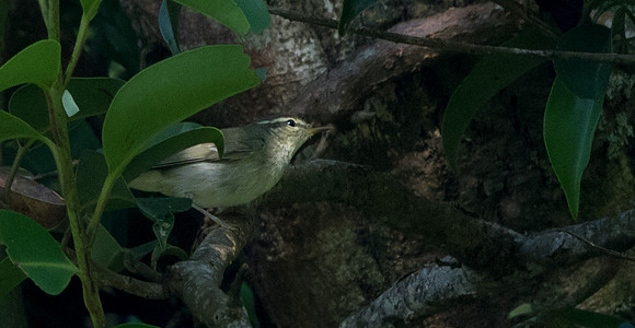 Arctic warbler (Phylloscopus borealis)