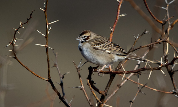 Lark sparrow (Chondestes grammacus)