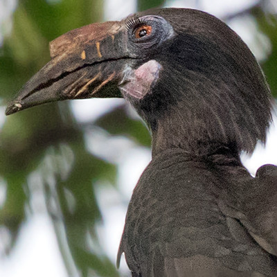 Luzon hornbill (Penelopides manillae) Female