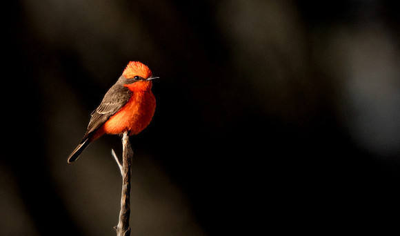 Vermilion flycatcher (Pyrocephalus rubinus) Male
