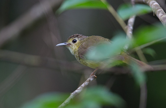 Hairy-backed bulbul (Tricholestes criniger)