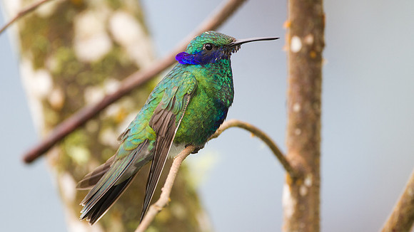 Sparkling Violetear (Colibri coruscans)