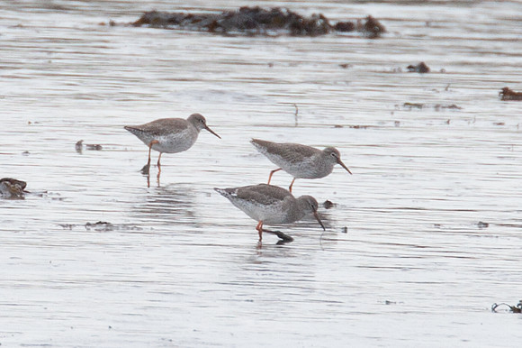 Dunlin (Calidris alpina)