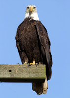 Bald Eagle (Haliaeetus leucocephalus)