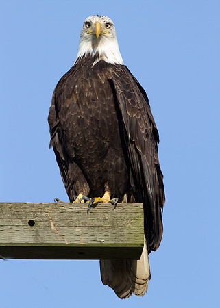 Bald Eagle (Haliaeetus leucocephalus)