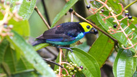Paradise Tanager (Tangara chilensis)