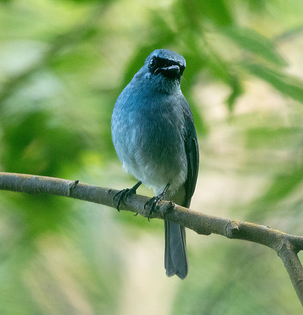 Turquoise flycatcher (Eumyias panayensis)