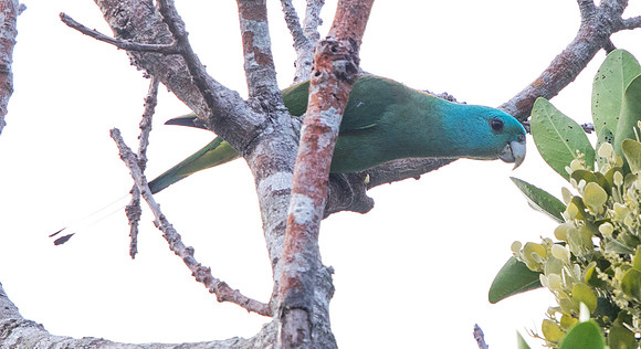 Blue-headed racket-tail (Prioniturus platenae)