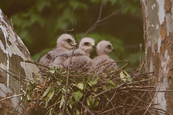 Red-shouldered Hawk (Buteo lineatus) juvenile