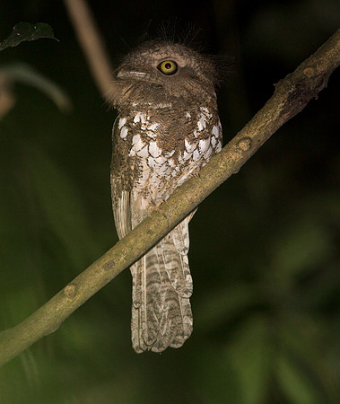 Palawan frogmouth (Batrachostomus chaseni)