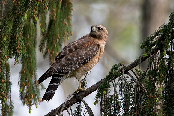Red-shouldered hawk (Buteo lineatus)
