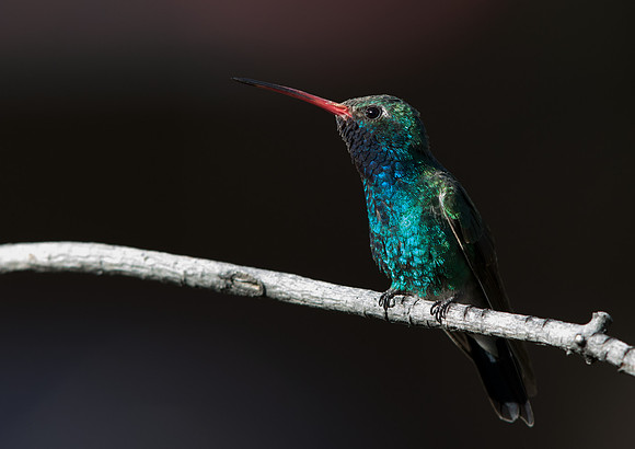 Broad-billed hummingbird (Cynanthus latirostris)