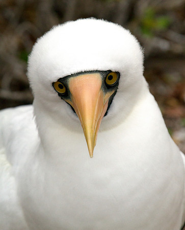 Nazca Booby (Sula granti)
