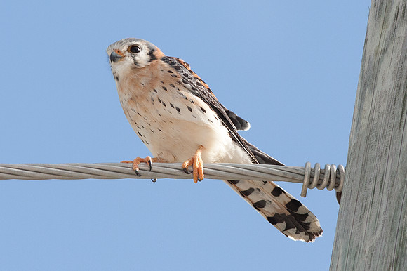 American Kestrel (Falco sparverius)