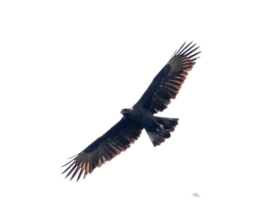 Changeable hawk-eagle (Nisaetus cirrhatus)