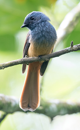 Blue-headed fantail (Rhipidura cyaniceps)