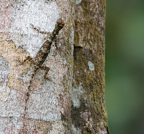 Flying lizards (Genus Draco)
