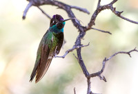 Magnificent hummingbird (Eugenes fulgens)