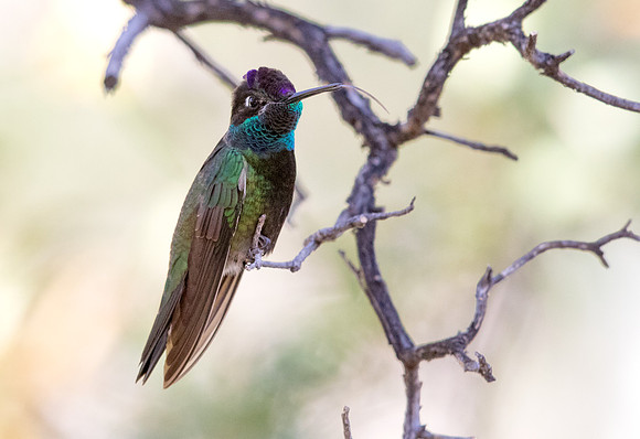 Magnificent hummingbird (Eugenes fulgens)