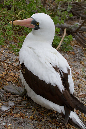 Nazca Booby (Sula granti)