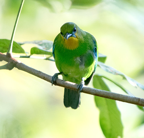 Yellow-throated leafbird (Chloropsis palawanensis)
