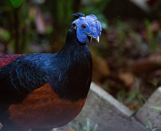 Crested fireback (Lophura ignita) Male