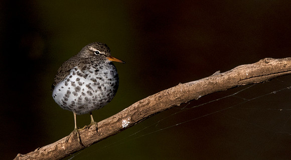 Spotted sandpiper (Actitis macularius syn. Actitis macularia)