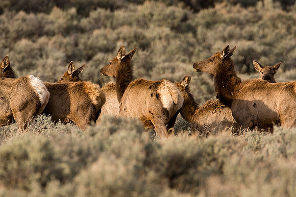 Elk (Cervus canadensis) also known as Wapiti