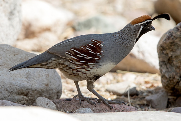 Gambel's quail (Callipepla gambelii) Male