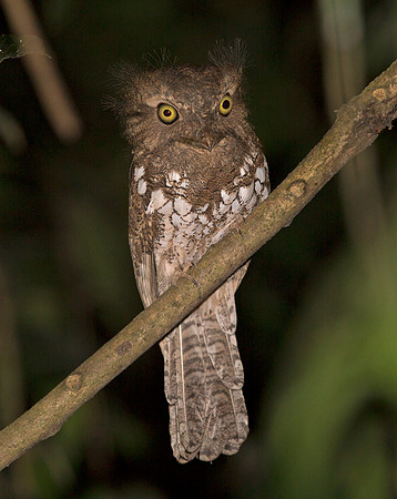 Palawan frogmouth (Batrachostomus chaseni)
