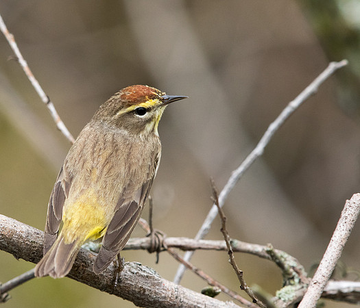 Palm warbler (Setophaga palmarum)