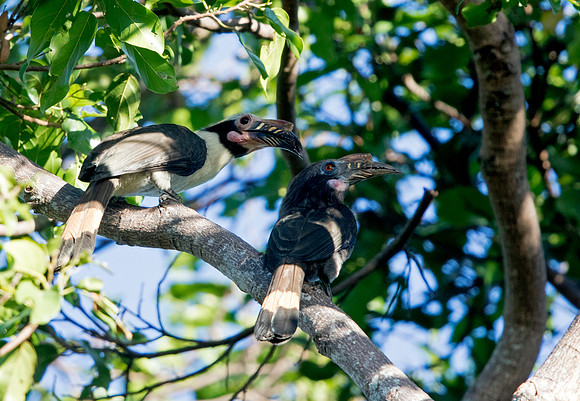 Luzon hornbill (Penelopides manillae)