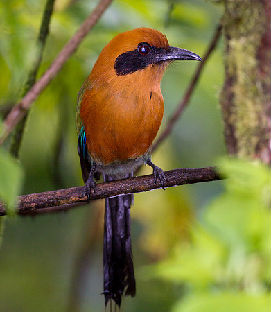 Rufous Motmot (Baryphthengus martii)