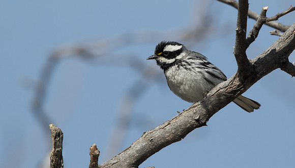 black-throated gray warbler (Setophaga nigrescens)
