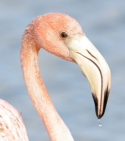American Flamingo (Phoenicopterus ruber)