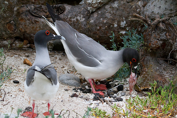 Swallow-tailed Gull (Creagrus furcatus)