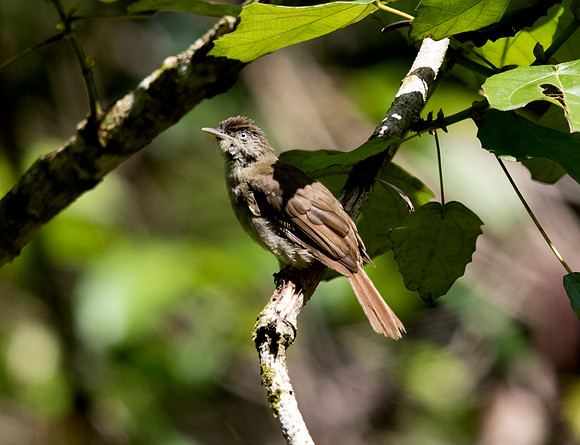 Finsch's bulbul (Alophoixus finschii)