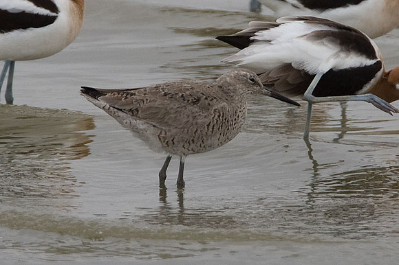 Willet (Tringa semipalmata)