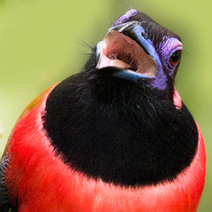 Diard's trogon (Harpactes diardii) Male