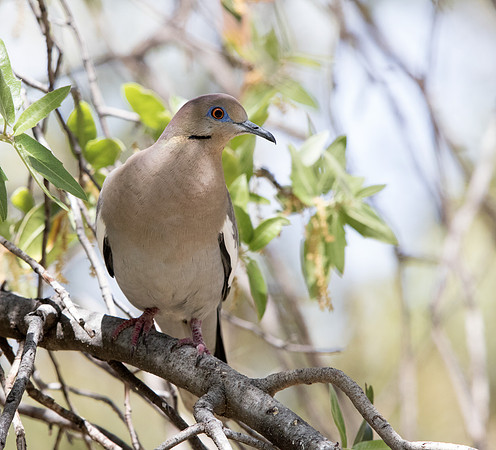 White-winged dove (Zenaida asiatica)