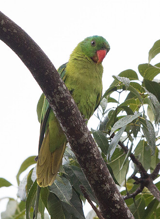 Blue-naped parrot (Tanygnathus lucionensis)