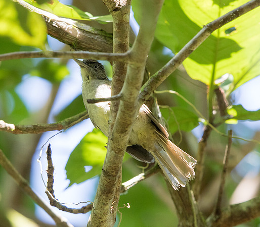 Buff-vented bulbul (Iole olivacea)