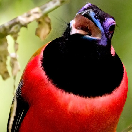 Diard's trogon (Harpactes diardii) Male