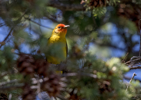 Western tanager (Piranga ludoviciana)