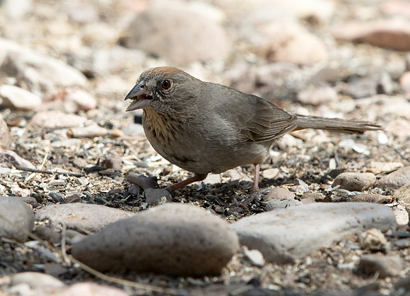 Canyon towhee (Melozone fusca)