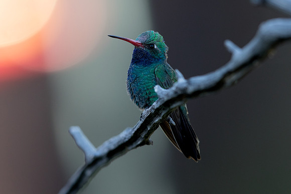 Broad-billed hummingbird (Cynanthus latirostris)