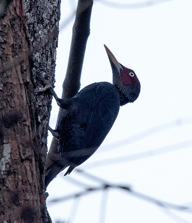 Northern sooty woodpecker (Mulleripicus funebris)