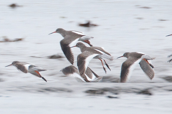 Common Redshank (Tringa totanus) also known as Redshank
