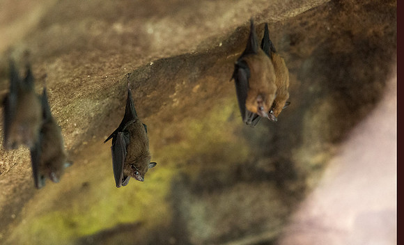 Cave-roosting Old World fruit bats