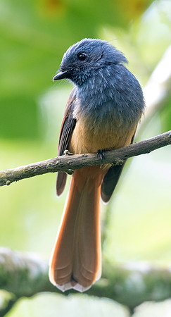 Blue-headed fantail (Rhipidura cyaniceps)